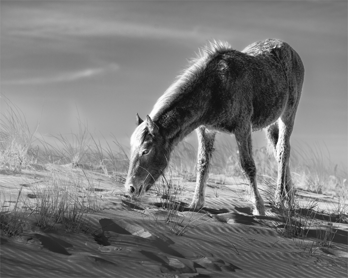 Carrillo Michelle Grazing Goldenrod Print   Mono   Class B 20260211
